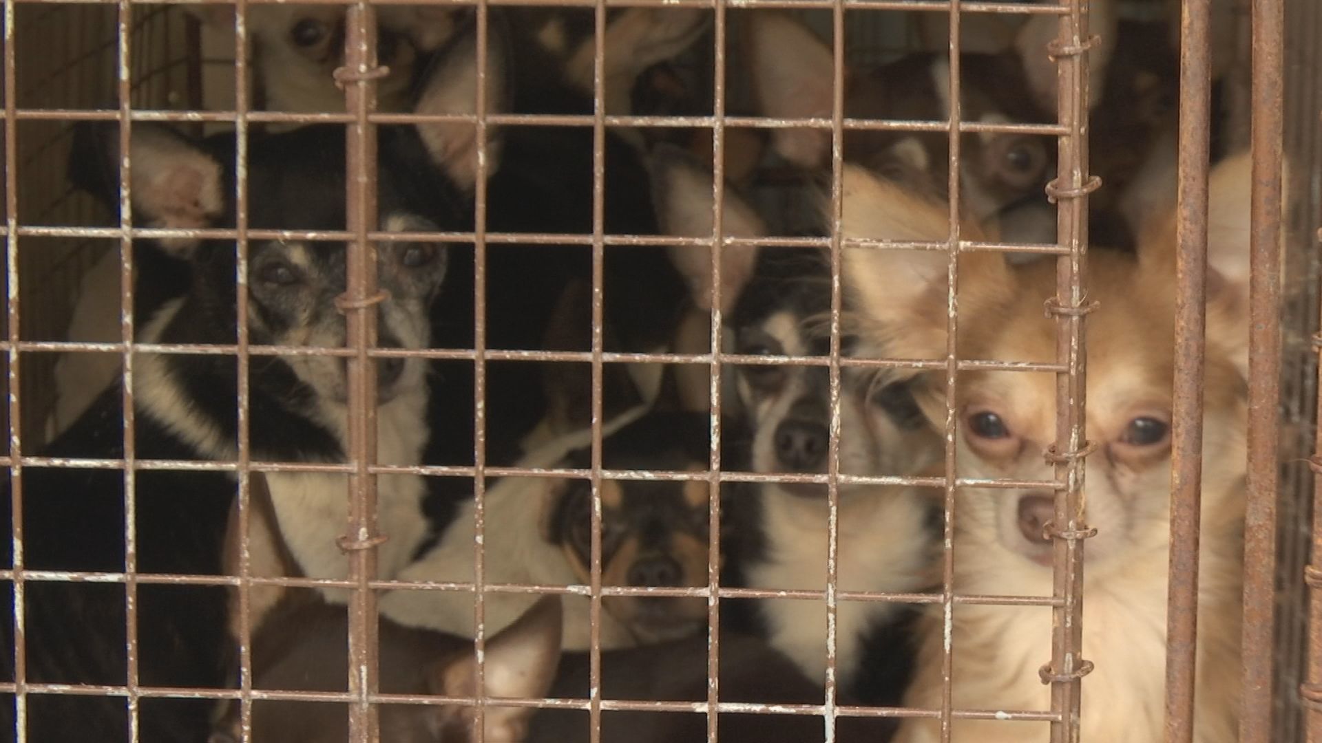 chihuahuas 1.jpg